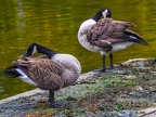 026-canada goose - essen grugapark botanical garden