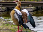 029-nile goose - essen grugapark botanical garden