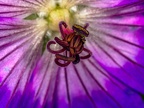0453-essen grugapark botanical garden