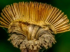 0485-essen grugapark botanical garden
