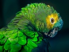 001-blue-fronted amazon