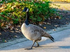 002-canada goose