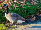 003-canada goose
