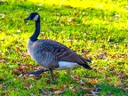 004-canada goose
