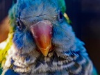 005-parrot