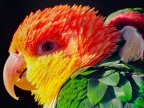 006-parrot