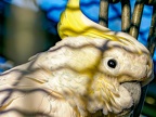 007-cockatiel