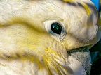 008-cockatiel