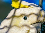 009-cockatiel