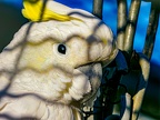 010-cockatiel