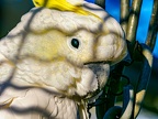 018-cockatiel