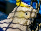 019-cockatiel