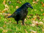 028-crow