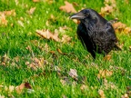 029-crow