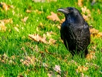 032-crow