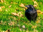033-crow
