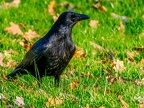 034-crow