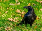 035-crow