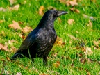 036-crow