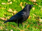 039-crow