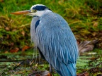 040-gray heron