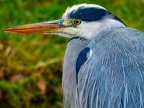 041-gray heron