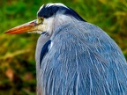 042-gray heron