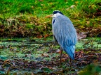 043-gray heron