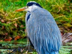044-gray heron