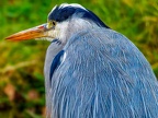 046-gray heron