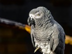 047-gray parrot