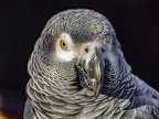 049-gray parrot