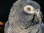 051-gray parrot