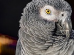 053-gray parrot