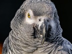 054-gray parrot