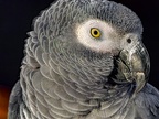 055-gray parrot