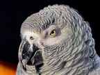 057-gray parrot
