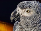 058-gray parrot
