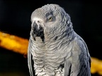 059-gray parrot