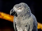 062-gray parrot