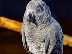 061-gray parrot