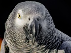 065-gray parrot