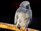 067-gray parrot