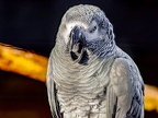 066-gray parrot