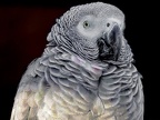 068-gray parrot