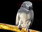 069-gray parrot