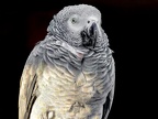 071-gray parrot