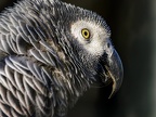 073-gray parrot