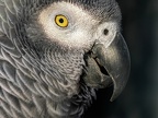 076-gray parrot