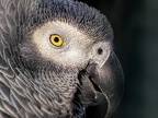 077-gray parrot